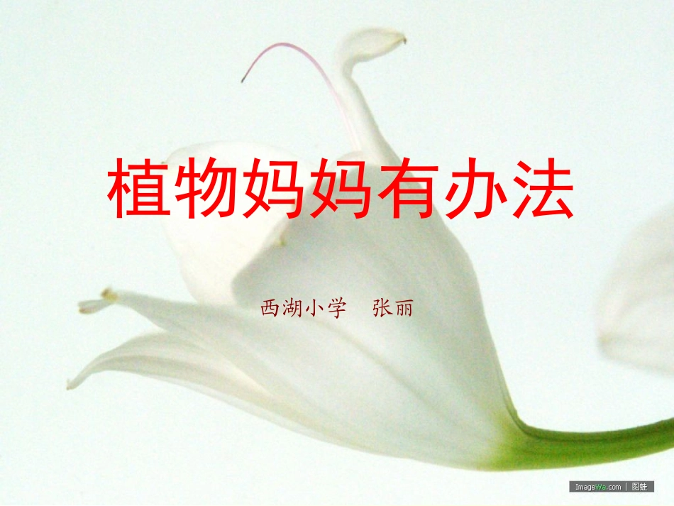 植物妈妈有办法课件_第1页