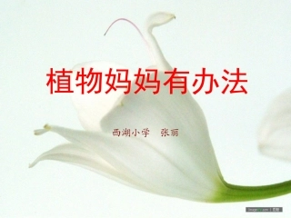 植物妈妈有办法课件