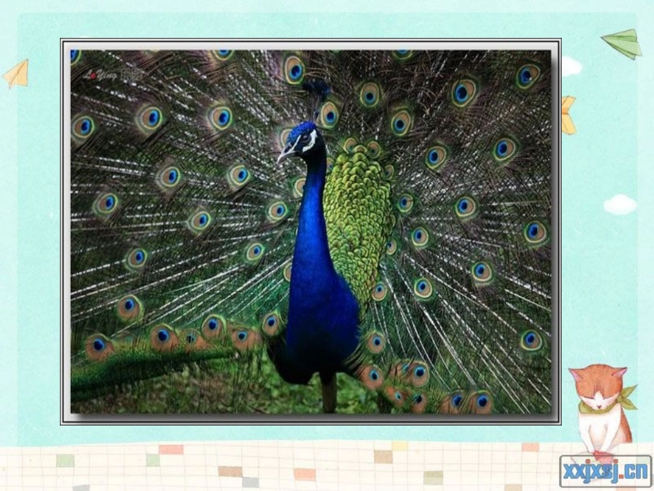 动物行为的主要类型_第1页