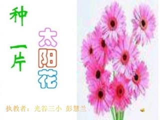 《种一片太阳花》课件