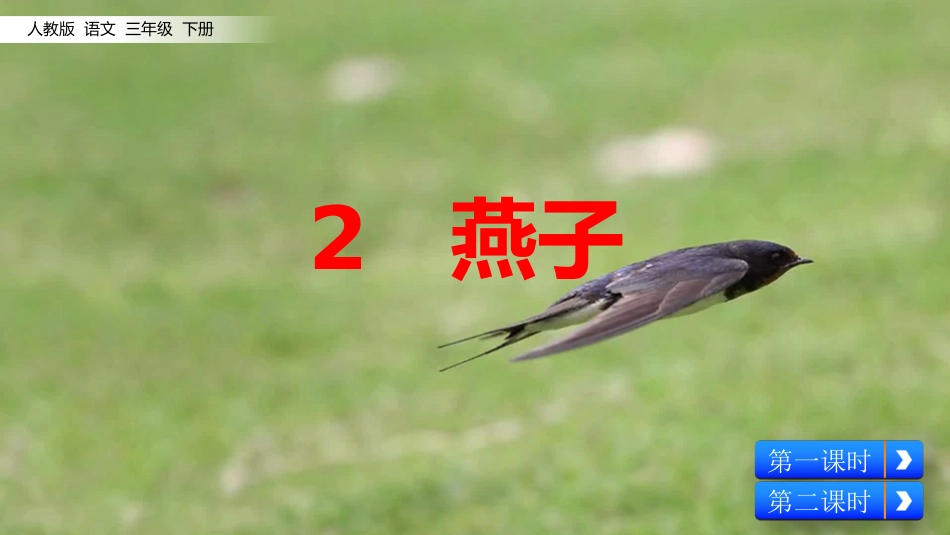 燕子一课的课件_第1页