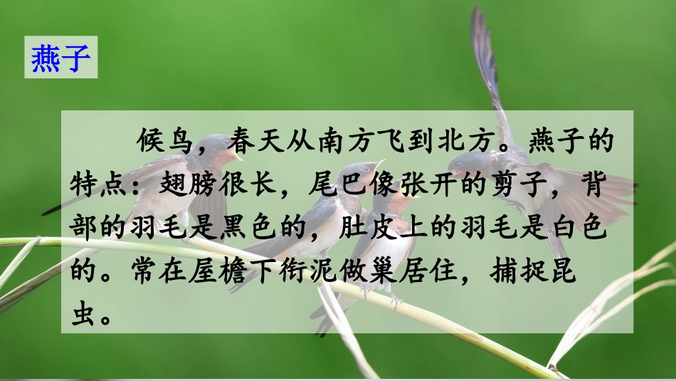 燕子一课的课件_第3页