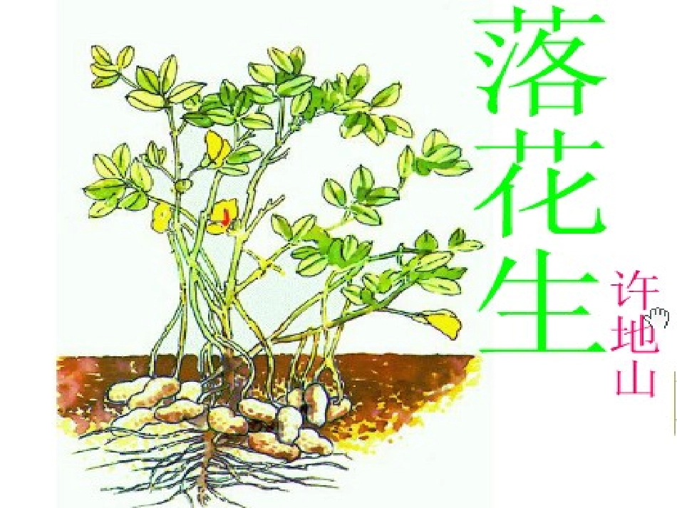 落花生 (3)_第1页