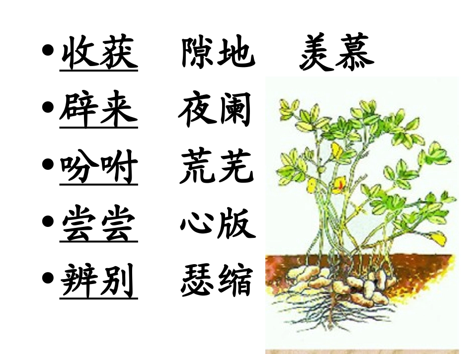 落花生 (3)_第2页