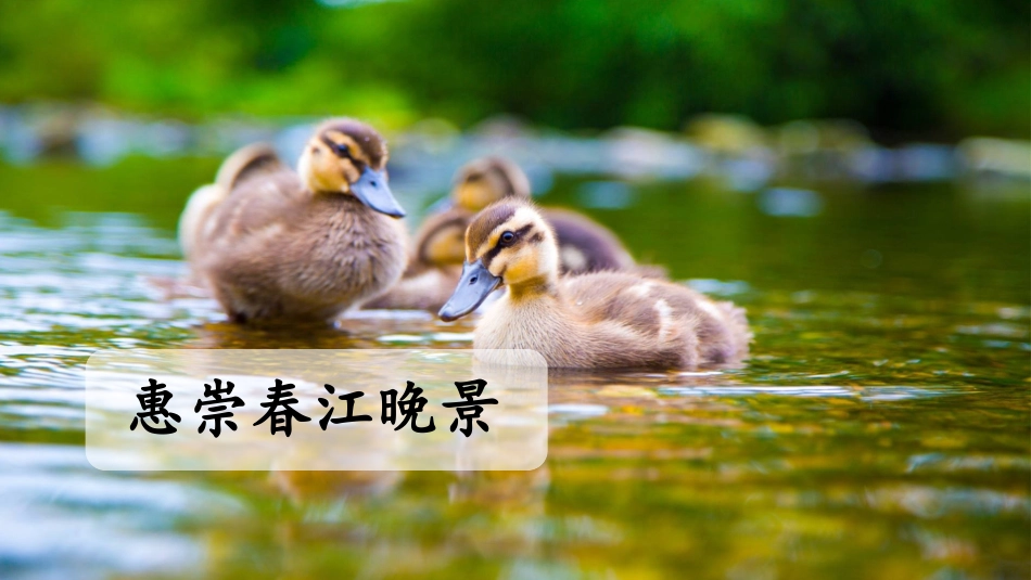 部编语文三年级下册1 古诗三首 惠崇春江晚景_第2页