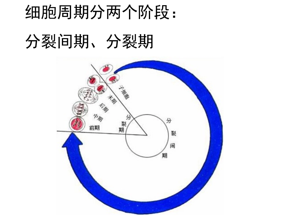 有丝分裂课件_第2页