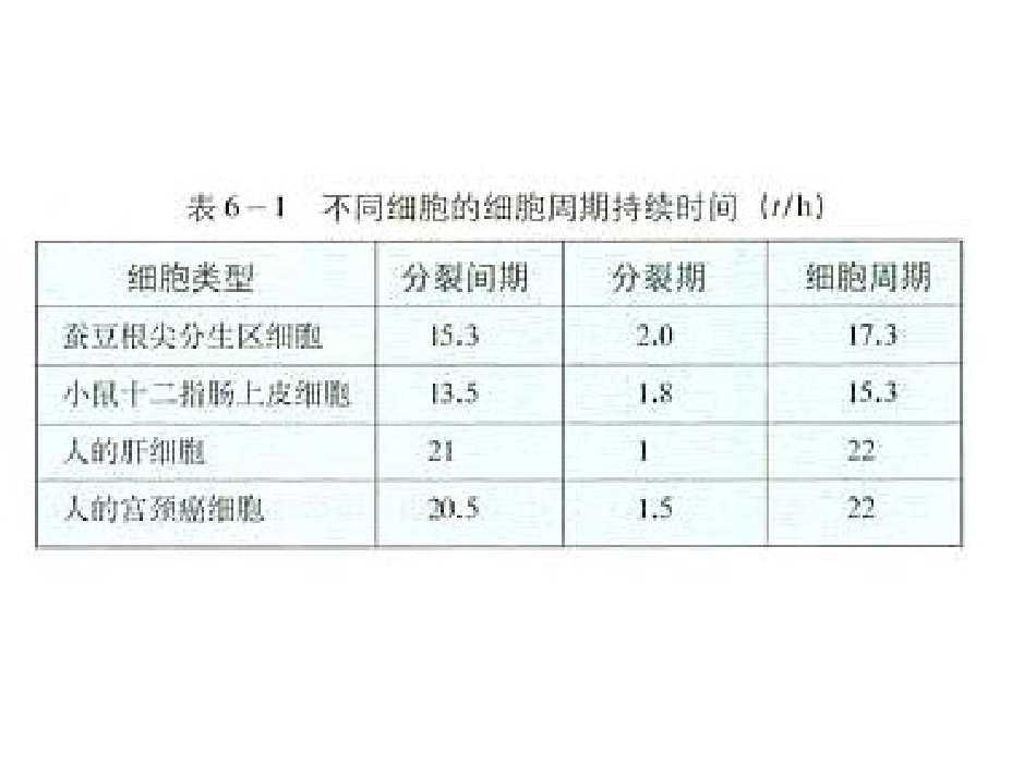 有丝分裂课件_第3页