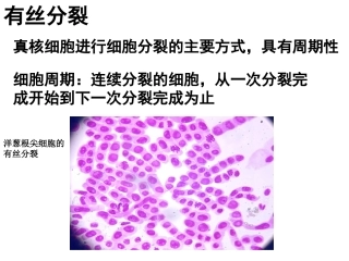 有丝分裂课件