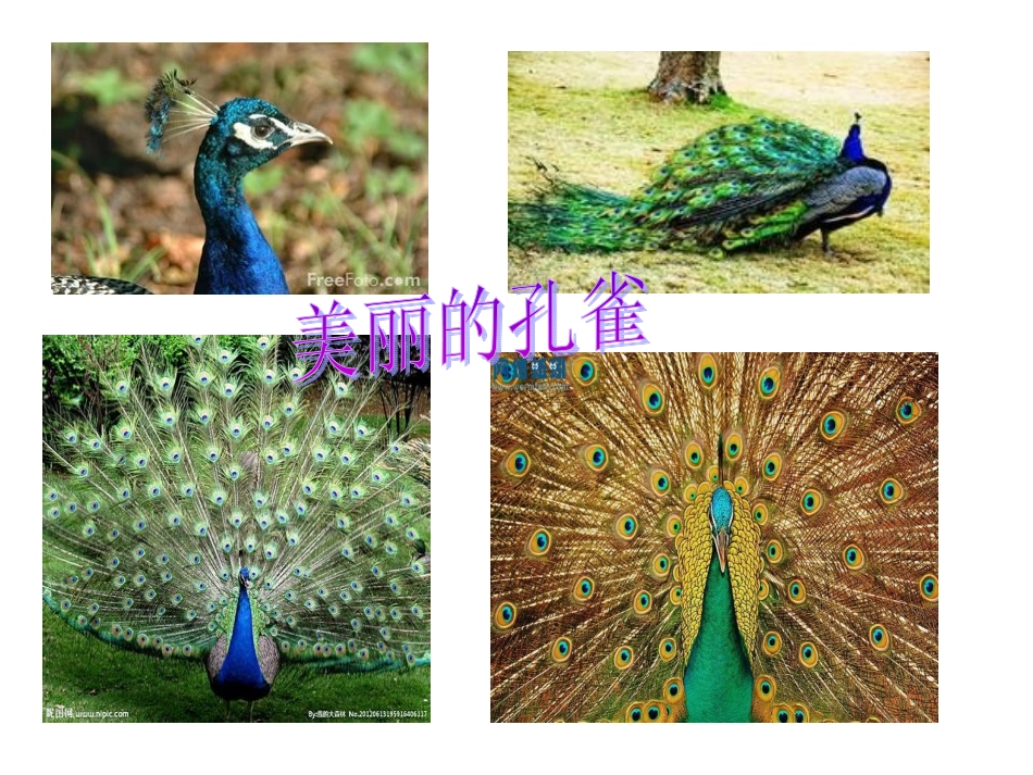金孔雀轻轻跳_第2页