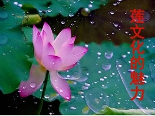 莲文化的魅力