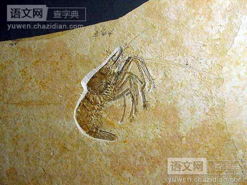 《化石吟》（转载）_第3页