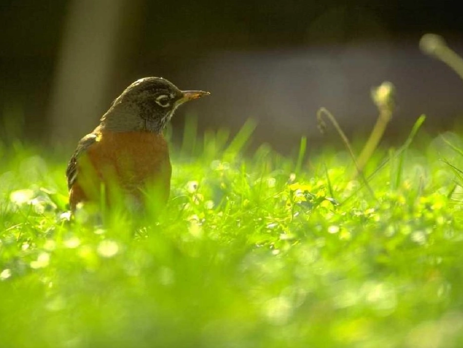 张继玲三年级语文课件_第2页