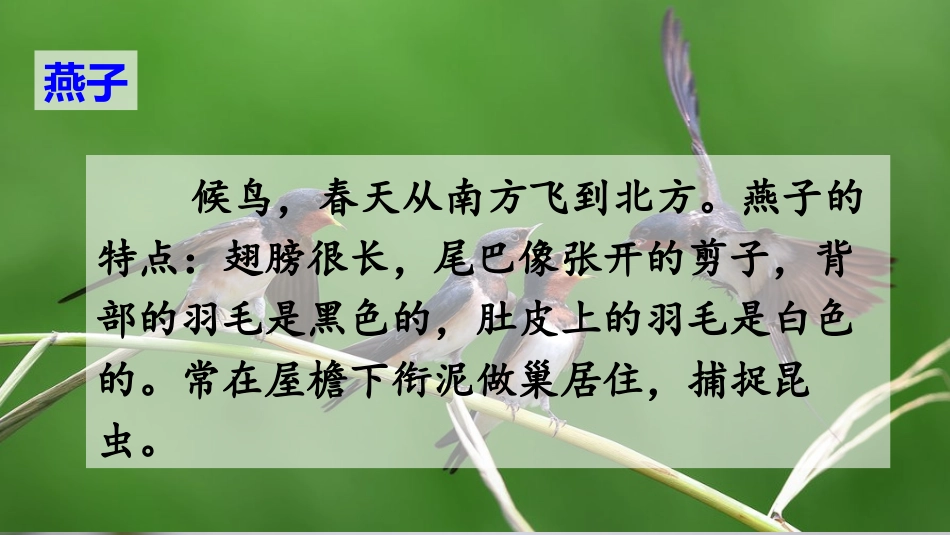 部编版三年级下册《燕子》课件_第3页