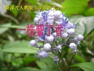 《一株紫丁香》PPT课件)