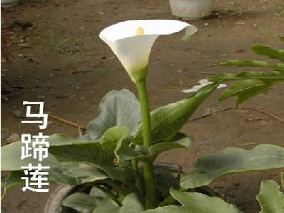 《花儿为什么这样红》课件1_第2页