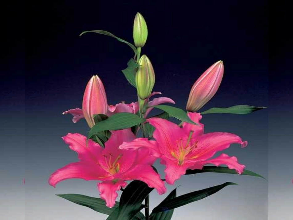 《花儿为什么这样红》课件1_第3页