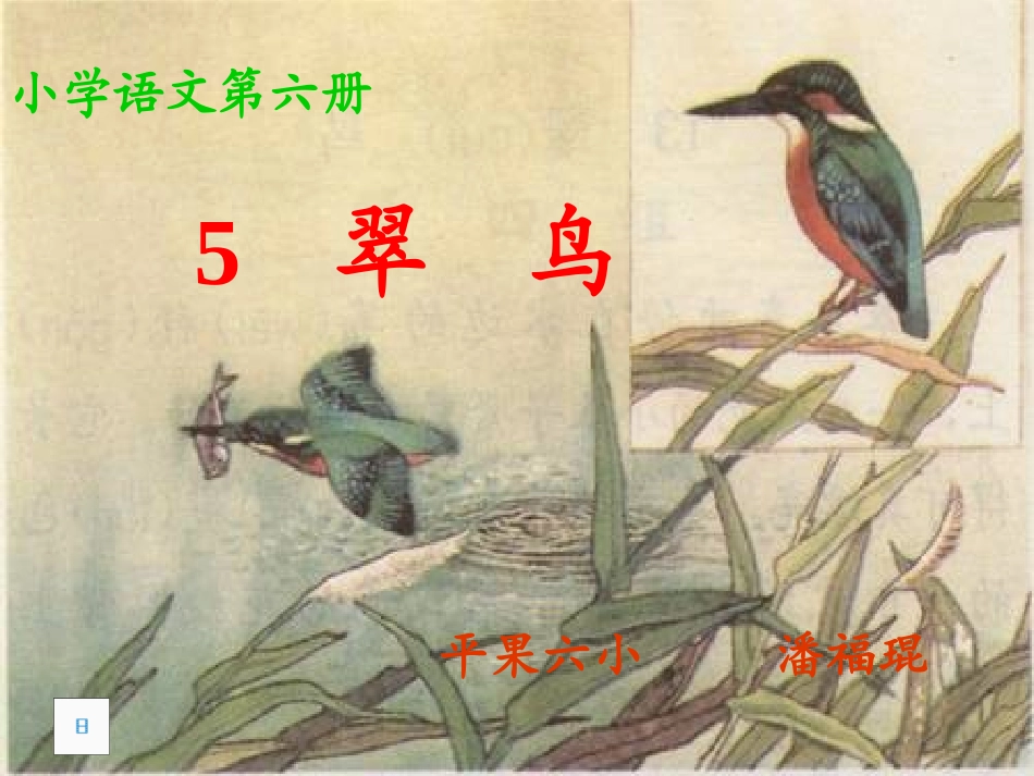 三年级语文下册5_翠鸟年级语文下册5_翠鸟_第1页