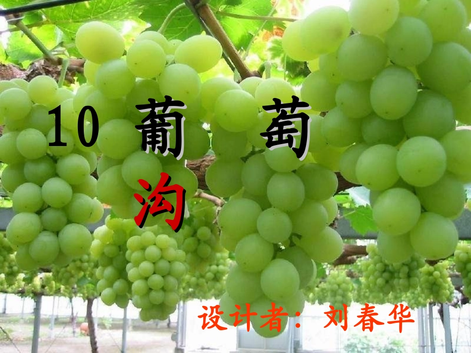 葡萄沟大刘课件_第1页