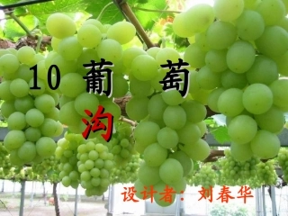 葡萄沟大刘课件