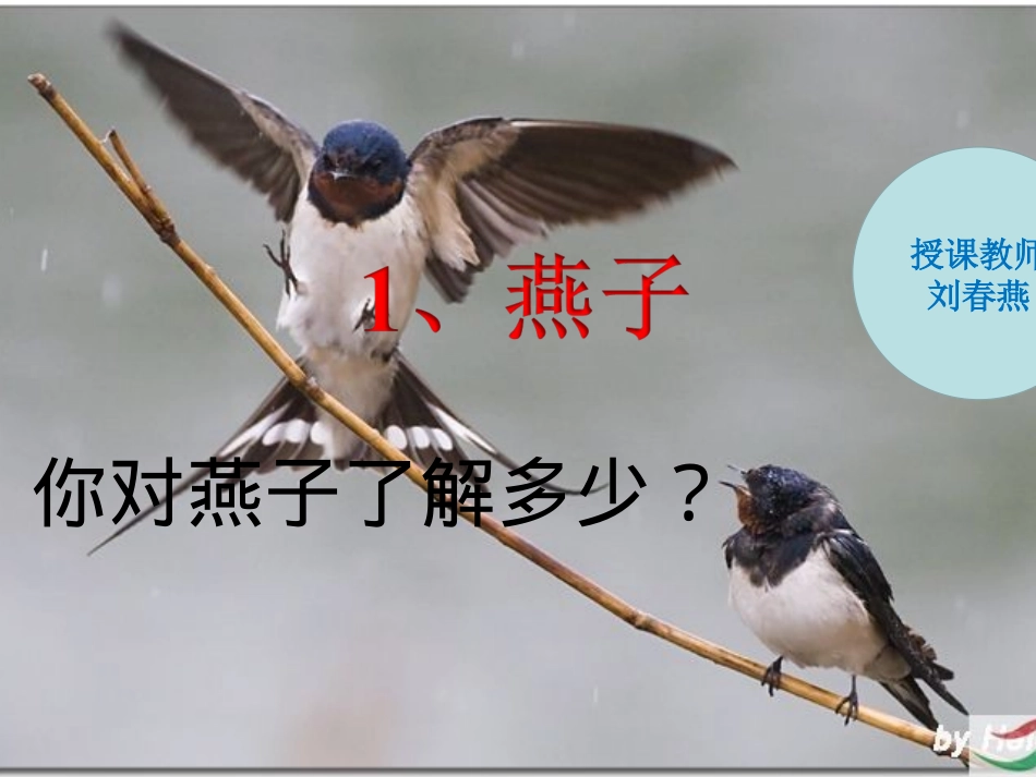 燕子--课件_第1页