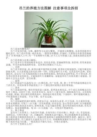 吊兰的养殖方法图解 注意事项全拆招