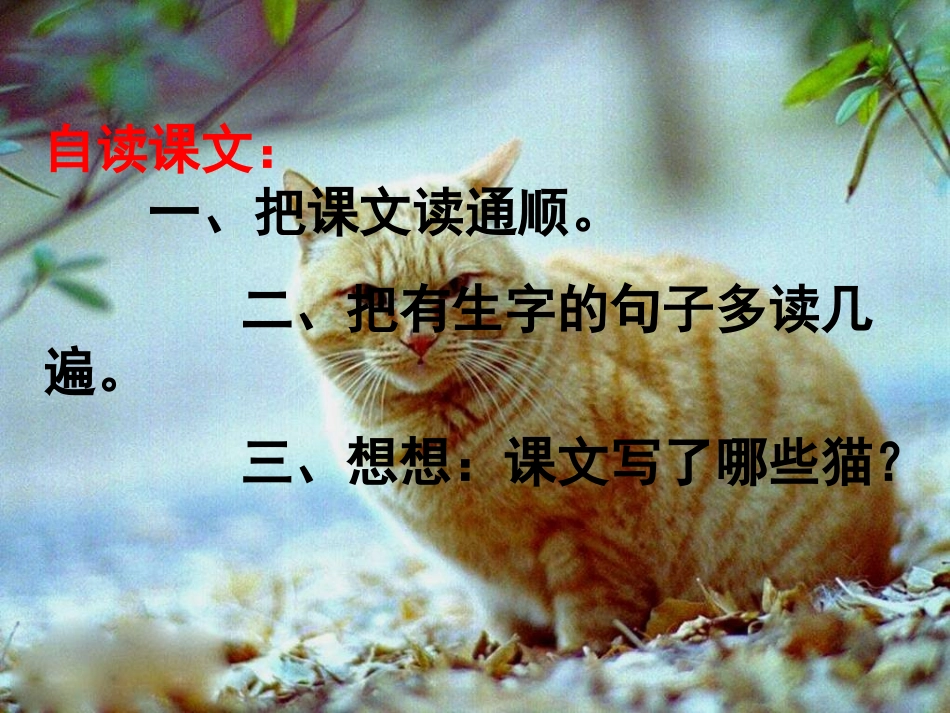 《猫》PPT课件2_第3页