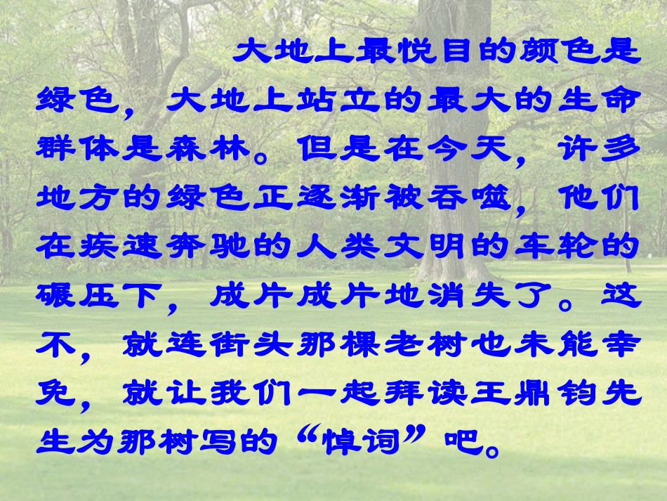 《那树》课件（23页） (2)_第3页
