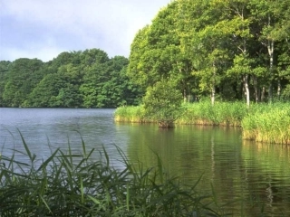 《那树》课件（23页） (2)