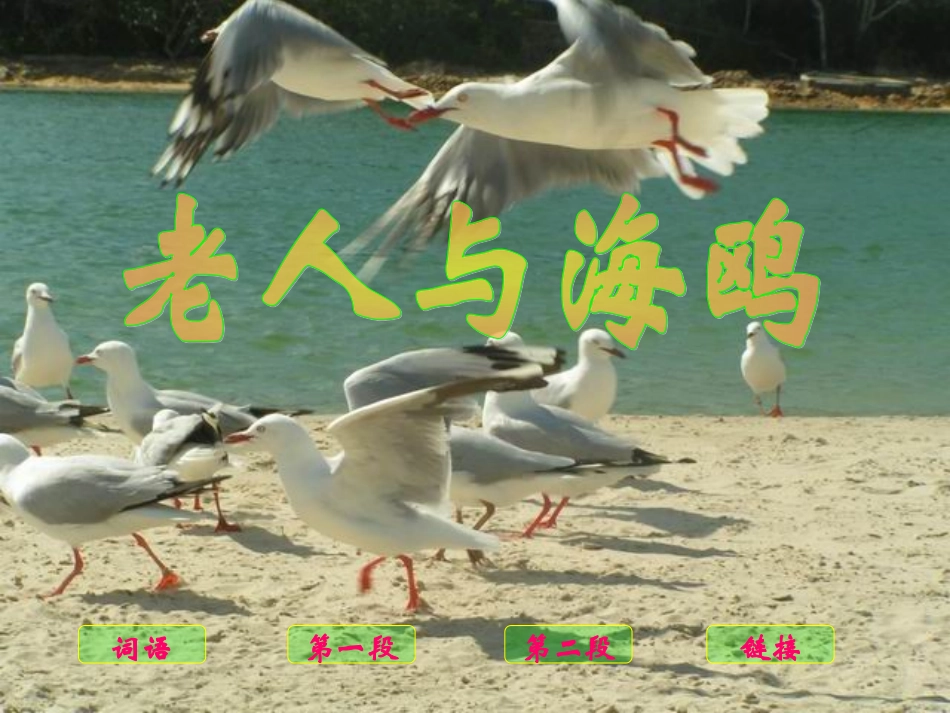 《老人与海鸥》教学课件_第2页