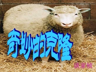 《奇妙的克隆》课件