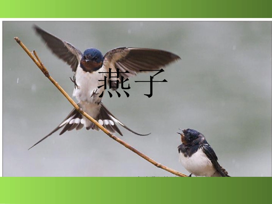 《燕子》第一课时课件_第2页
