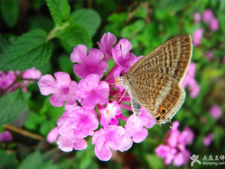 和我们一样享受春天课件_第3页