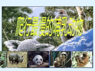 (北师大版)四年级数学下册课件_爬行最慢的哺乳动物1(1)