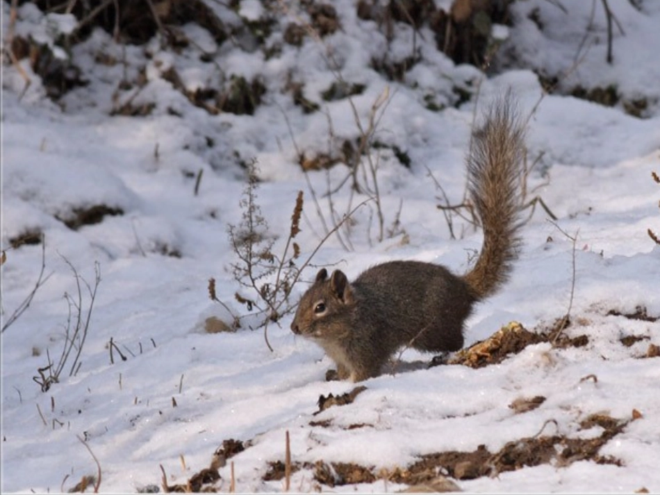 北师大版小学二年级上册语文《松鼠日记》课件(1)_第2页