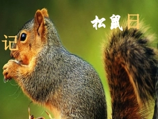 北师大版小学二年级上册语文《松鼠日记》课件(1)