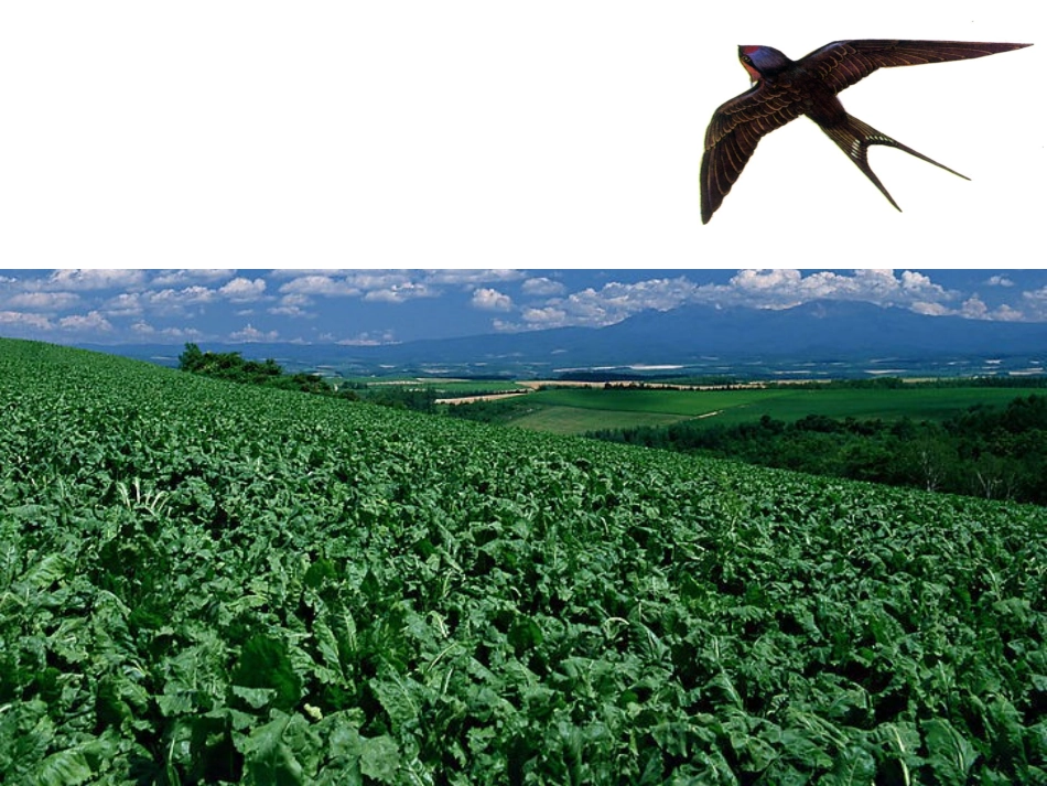 小燕子进步了_第2页