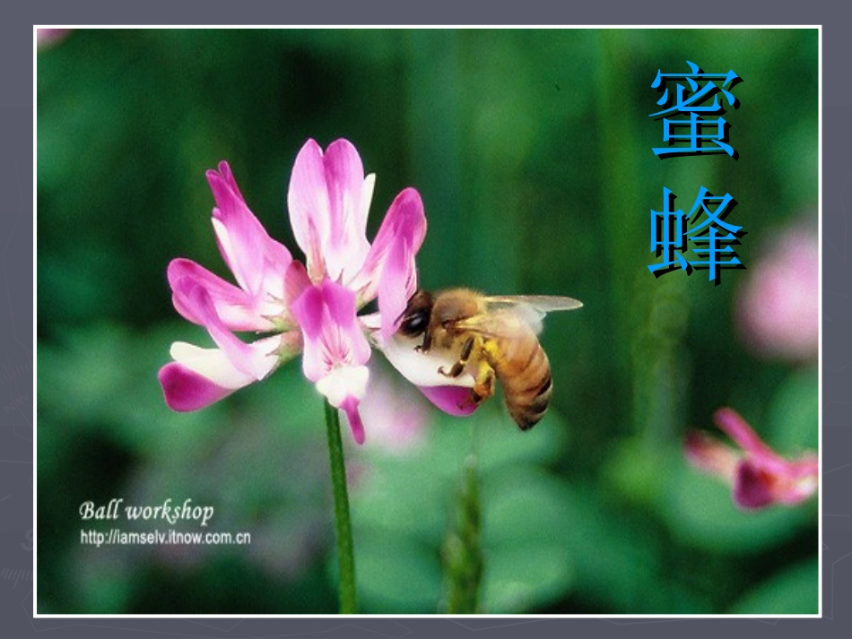 《小蜜蜂》课件1_第2页