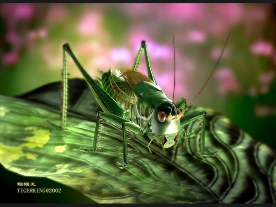 绿色蝈蝈课件_第3页