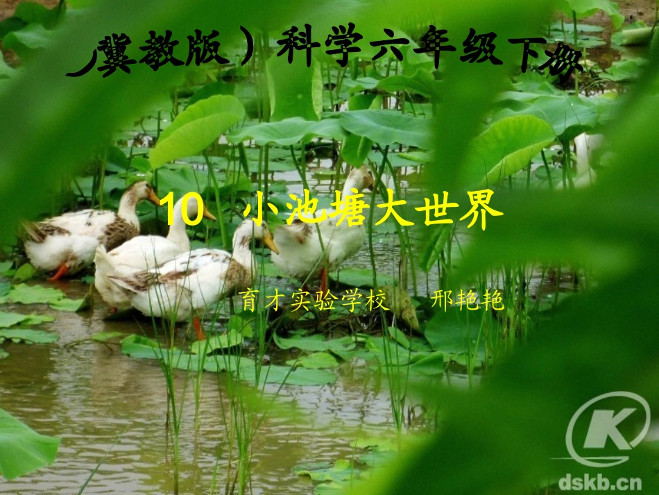 小池塘大世界_第1页