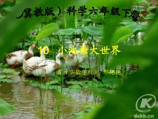 小池塘大世界
