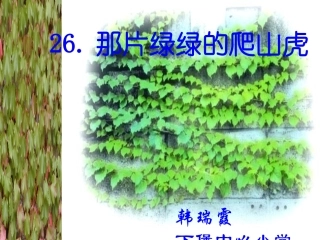 新课标人教版第七册语文那片绿绿的爬山虎优质课件下载3