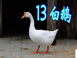 《白鹅》课件(春艳）