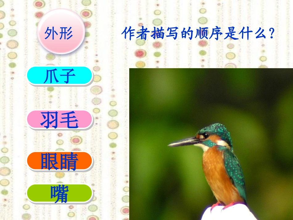 《翠鸟》课件_第3页