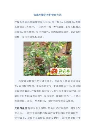 盆栽柠檬的养护管理方法