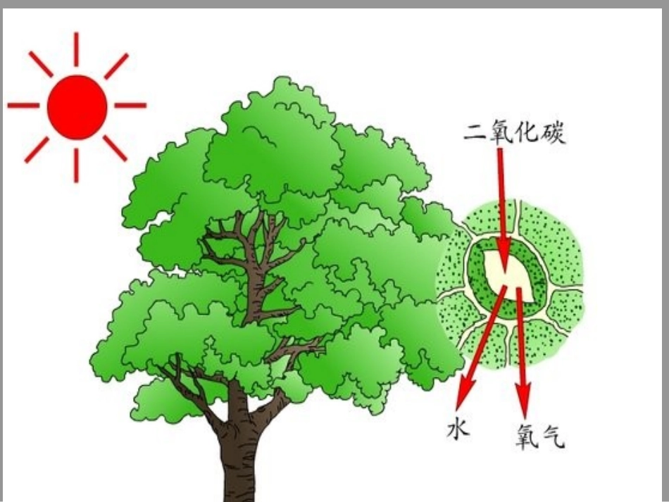 二氧化碳的性质和制法_第3页