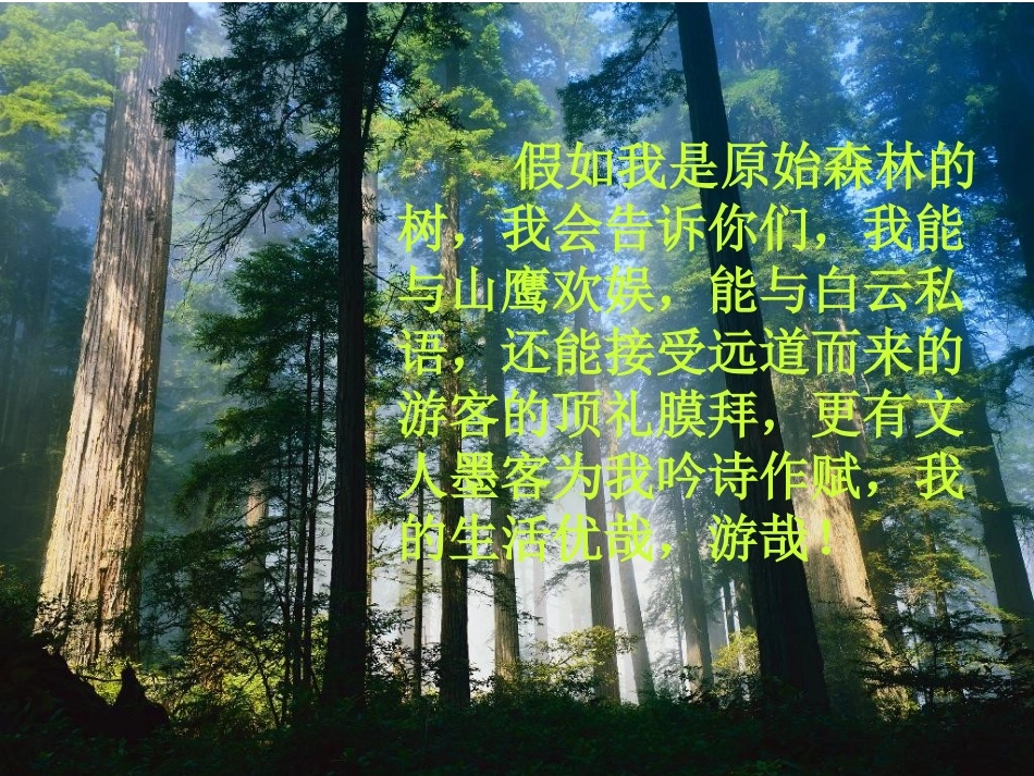 《行道树》课件_第1页