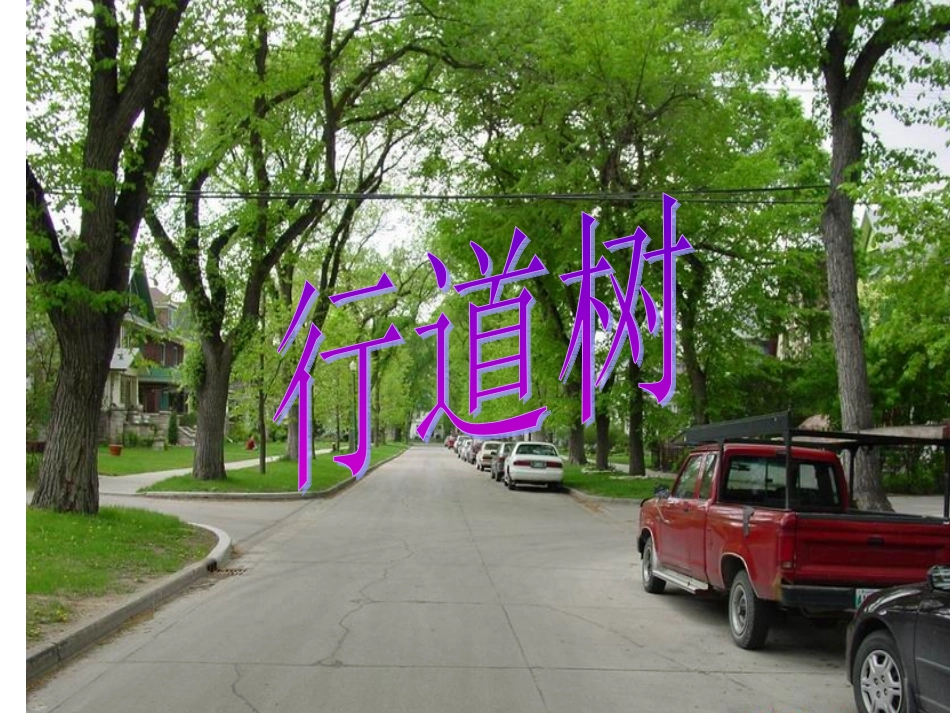 《行道树》课件_第3页