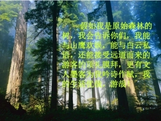 《行道树》课件