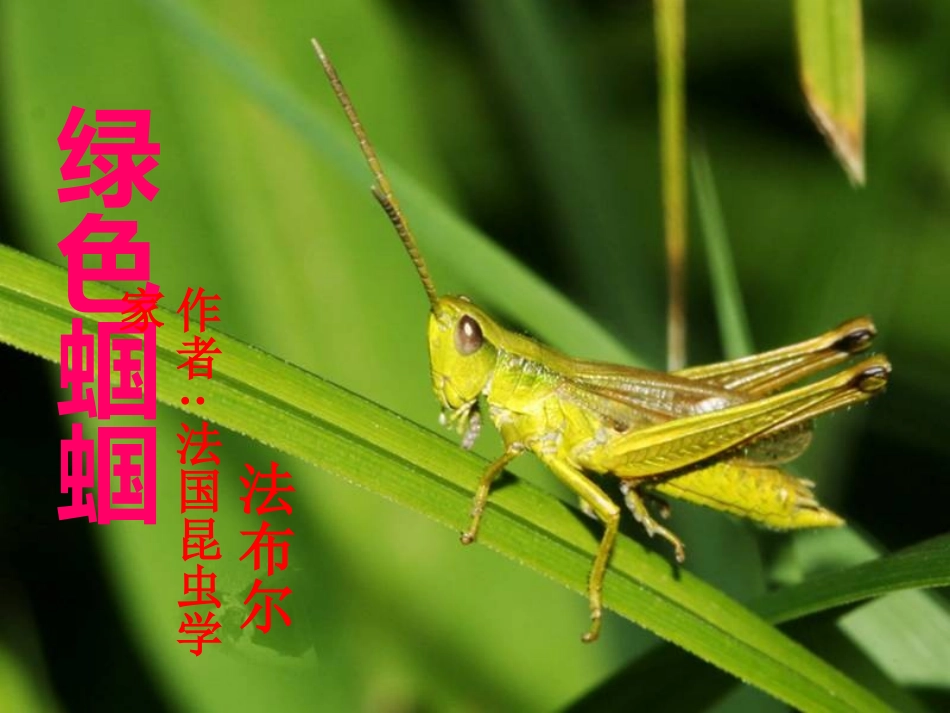 《绿色蝈蝈》课件_第1页