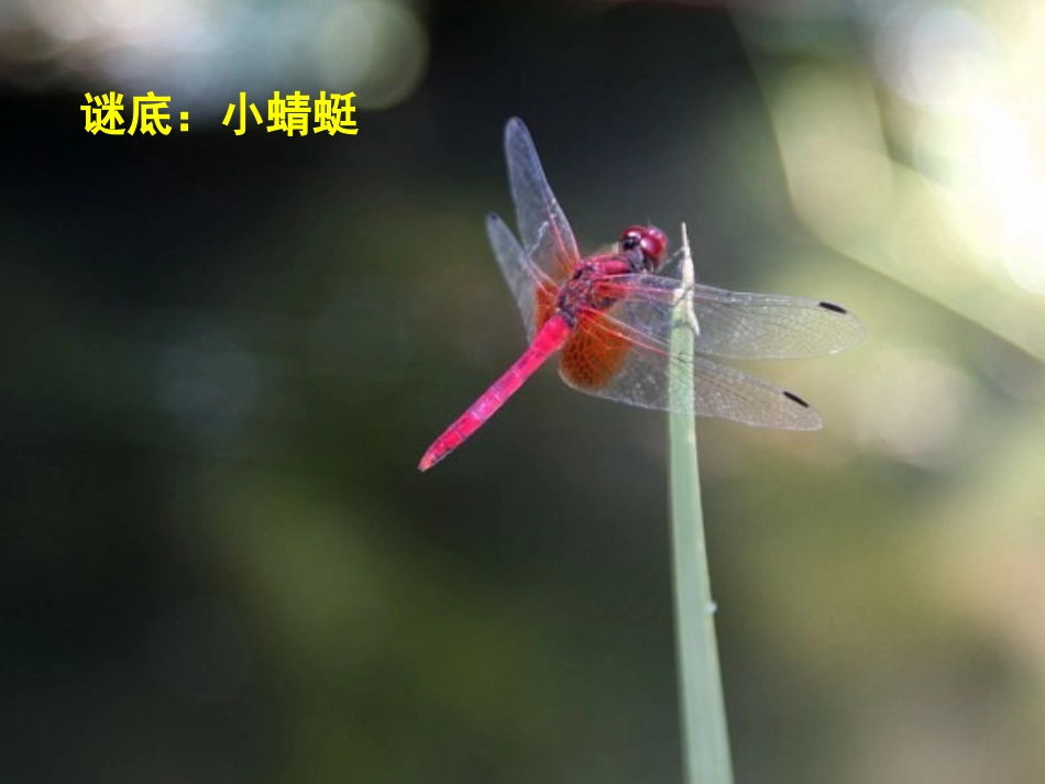 人音版一年级上册小蜻蜓_第3页